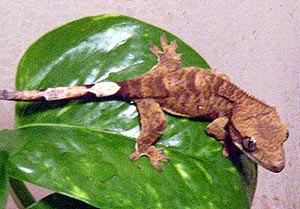  ,  ,   ,   (Rhacodactylus ciliatus), , 