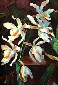 целогина гребенчатая, гребенчатая целогина, Coelogyne cristata, фото, фотография, орхидея