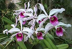 лелия пурпурная, пурпурная лелия, Laelia purpurata, фото, фотография, орхидея