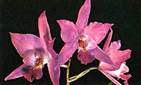 лелия Гульда, фото, фотография, орхидея