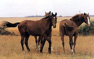 англо арабская лошадь, англоарабская лошадь, фото, фотография