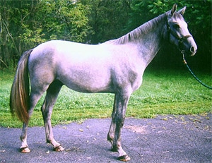 ирландская упряжная лошадь, фото, фотография