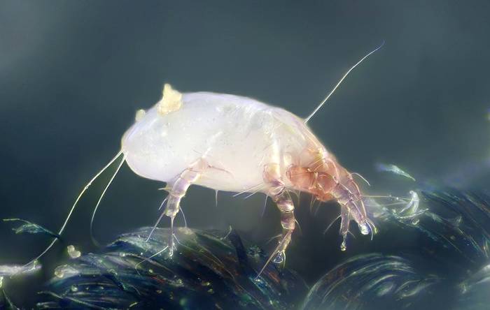 Пылевой клещ (Dermatophagoides pteronyssinus), фото фотография насекомые