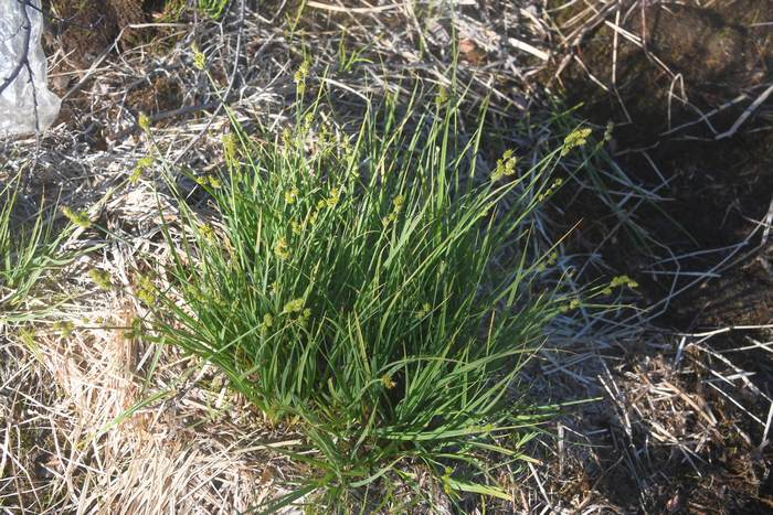   (Carex heleonastes),   