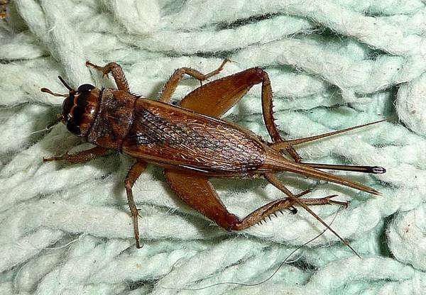 Домовой сверчок (Acheta domesticus) самка, фото голоса насекомых фотография картинка