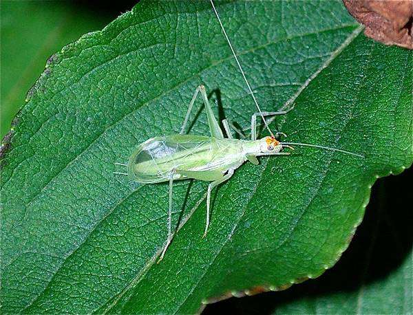 Сверчок стеблевой (Oecanthus fultoni), фото звуки песни насекомых фотография картинка