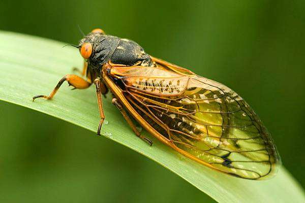 17-летняя цикада (Magicicada cassini), фото голоса звуки насекомых фотография картинка