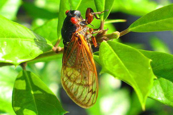13-летняя цикада (Magicicada tredecim), фото песни звуки насекомых фотография картинка