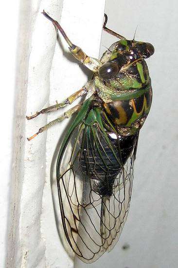 Певчая цикада Линнея (Tibicen linnei), фото голоса звуки насекомых фотография картинка
