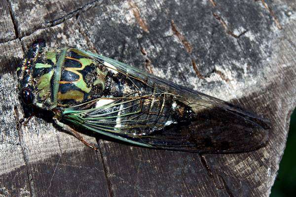 Техасская цикада (Tibicen pruinosa), фото голоса звуки насекомых фотография картинка