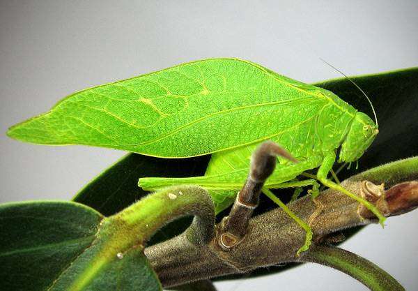 Кузнечик листокрылый (Microcentrum rhombifolium), фото голоса звуки насекомых фотография картинка