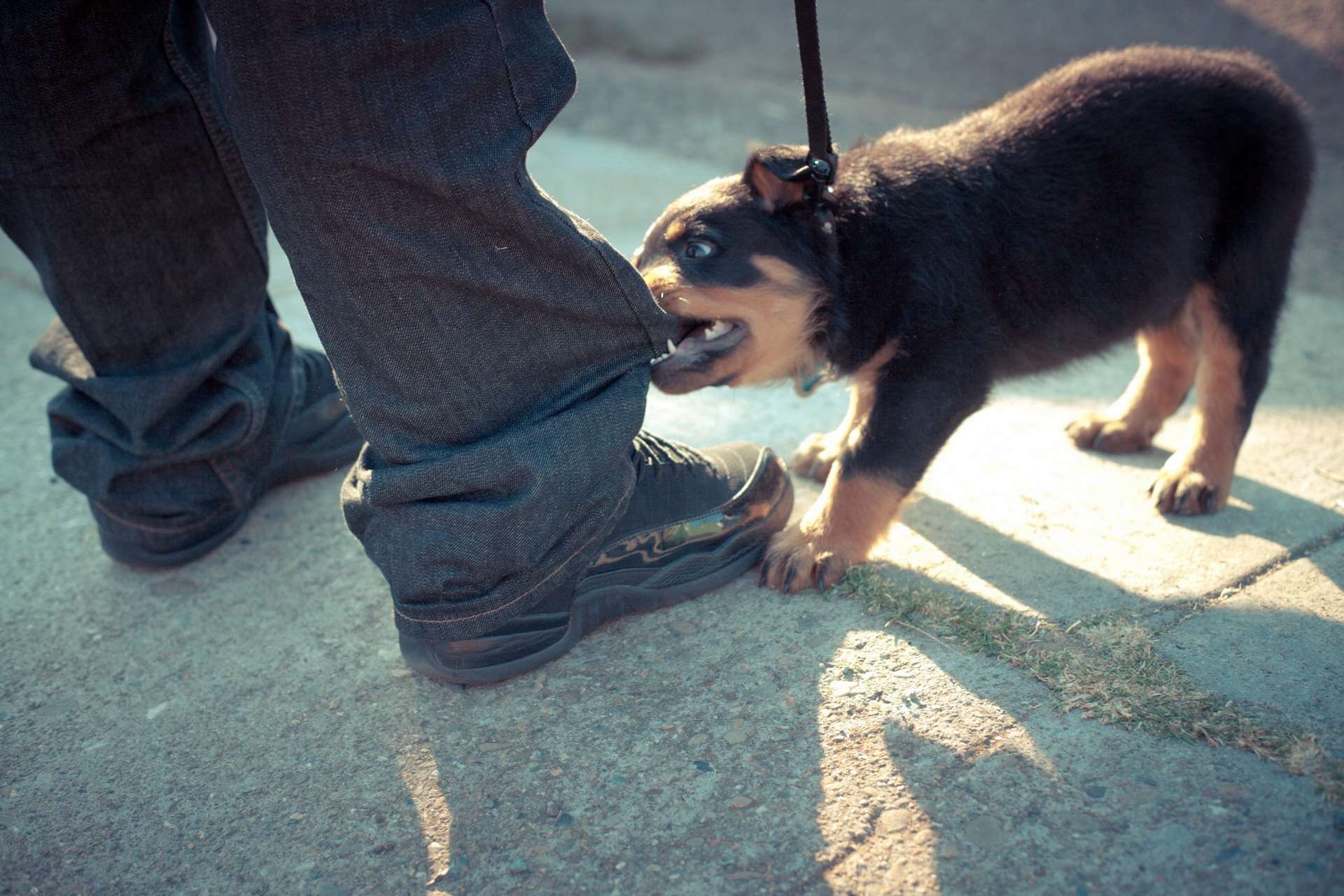 Щенок ротвейлера, фото породы собаки фотография
