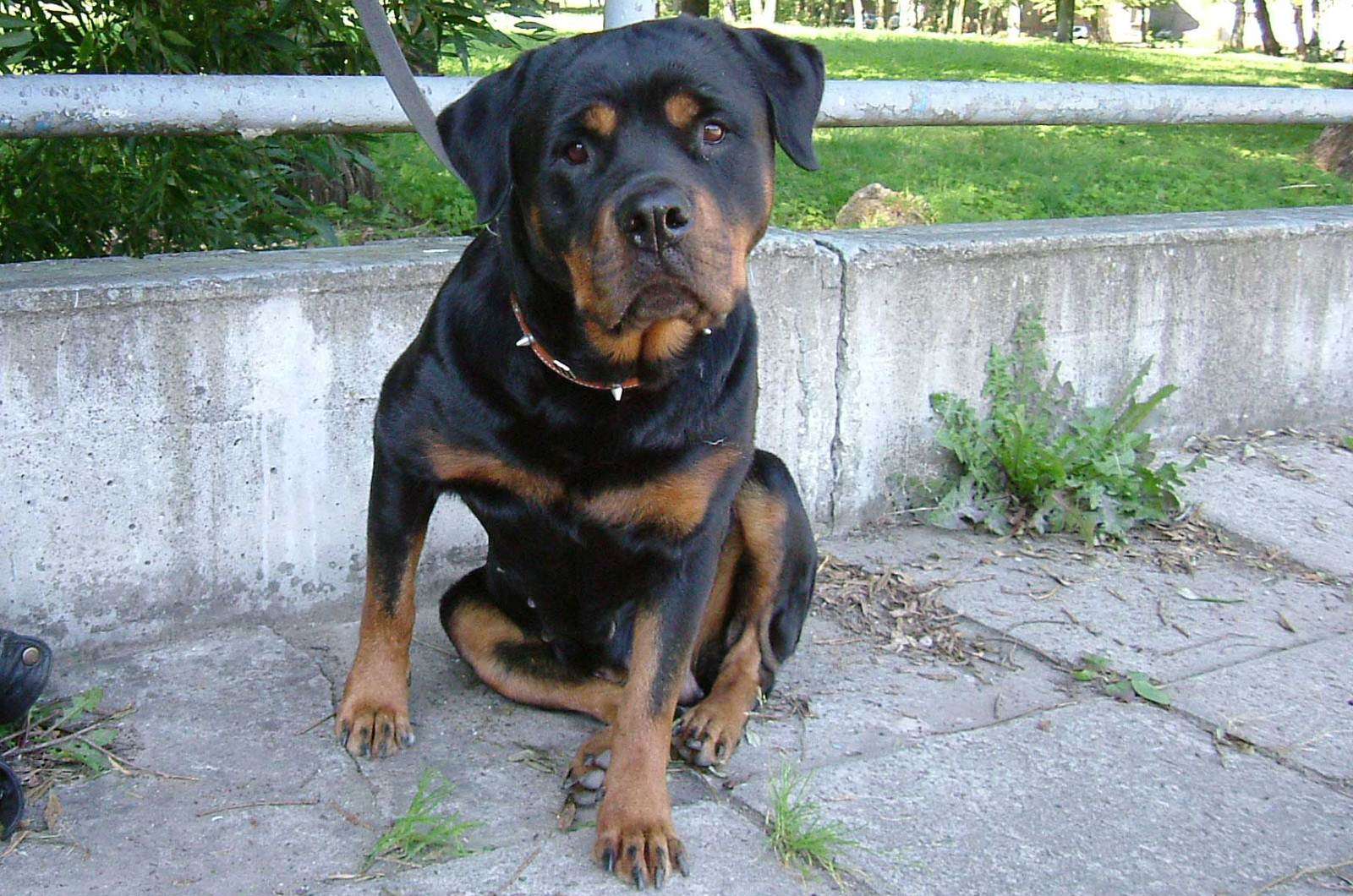 Ротвейлер собака, фото фотография картинка обои 
