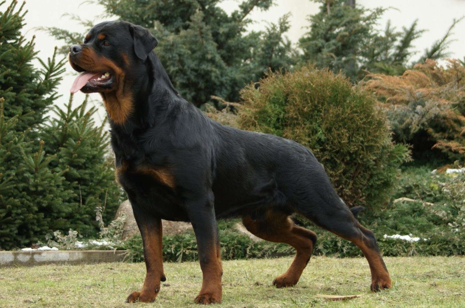Собака ротвейлер, фото породы собаки фотография