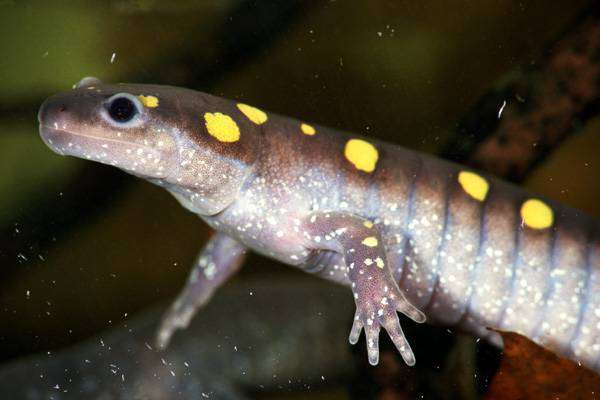 Пятнистая саламандра (Salamandra salamandra), фото хвостатые амфибии фотография картинка