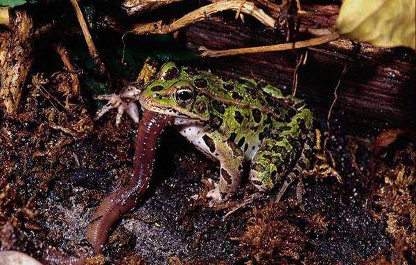 Лягушка поедающая дождевого червя, фото бесхвостые амфибии фотография картинка