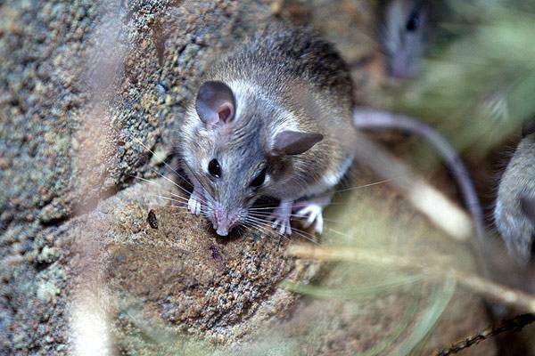 Иглистая мышь, или акомис (Acomys cahirinus), фото грызуны фотография