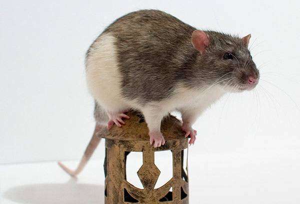 Крыса стандарт, фото грызуны фотография картинка