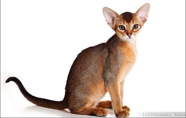 Абиссинский котенок, фото породы кошек фотография картинка