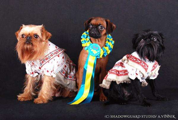 Бельгийский, Брюсельский и пти-брабансон, фото собаки фотография
