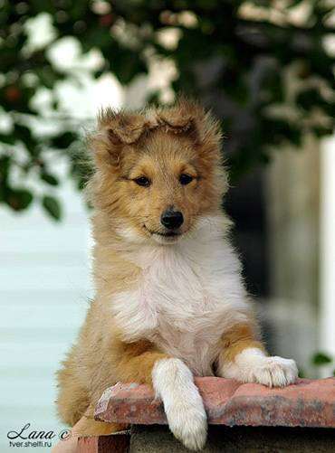 Щенок Шелти, фотография собаки породы собак