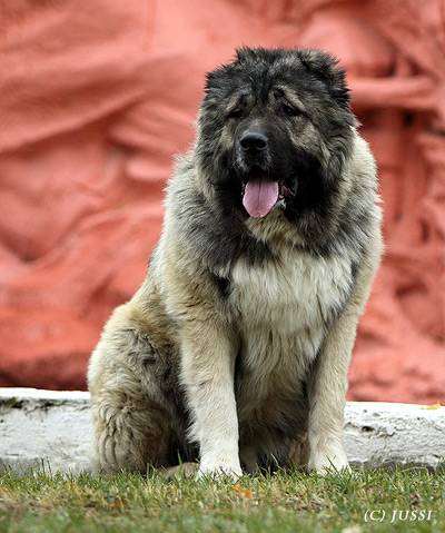Кавказская овчарка, фото породы собак фотография собаки изображение