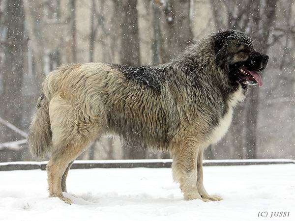 Кавказская овчарка, фото собаки фотография породы собак кавказец