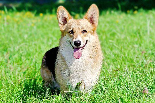 Вельш-корги-пемброк, фото собаки породы собак изображение