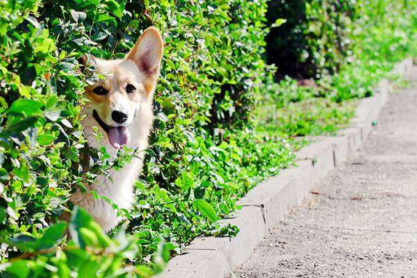 Вельш-корги-пемброк, фото поведение собаки фотография