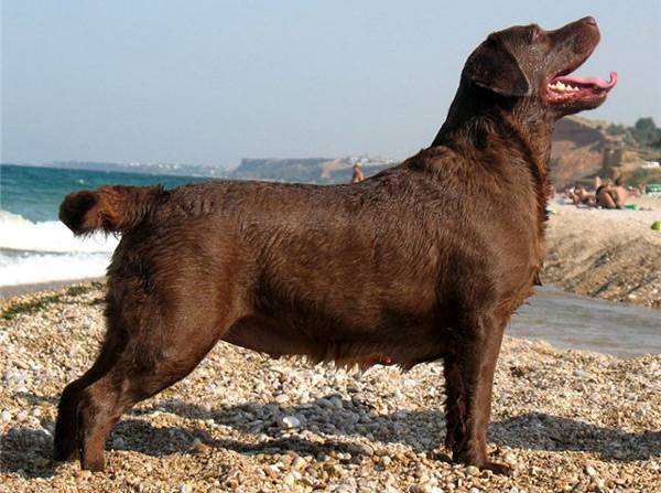 Лабрадор-ретривер, фото изображение породы собак