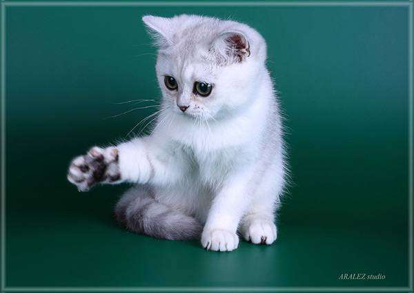 Британская короткошерстная кошка, фото породы кошек фотография