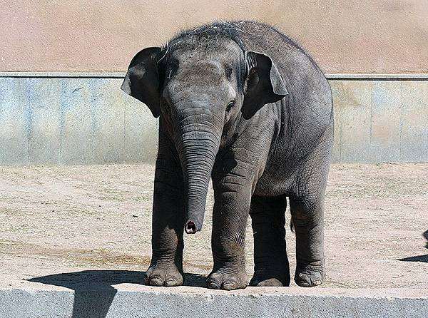 Слоненок, фото фотография слоны