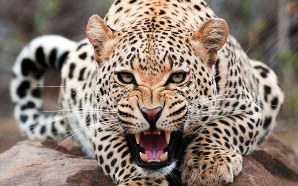 Леопард (Panthera pardus), фото хищные животные фотография картинка хищники