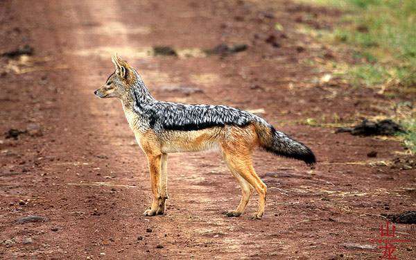 Чепрачный шакал (Canis mesomelas), фото хищные животные фотография картинка