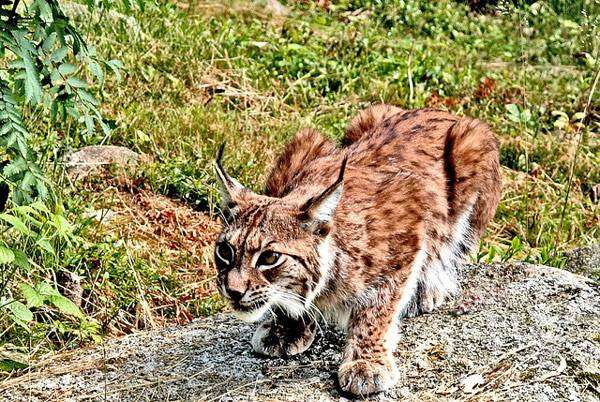 Рысь (Lynx lynx), фото дикие кошки фотография картинка хищники