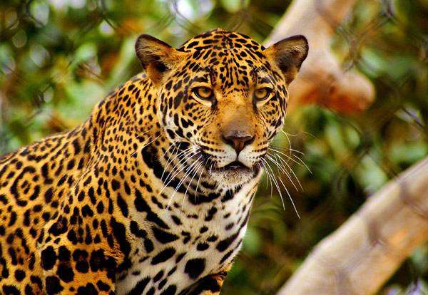  (Panthera onca),      