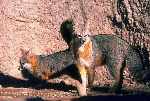 Серая лисица (Urocyon cinereoargenteus), фото хищные животные фотография картинка
