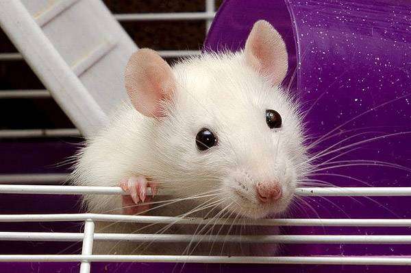 Декоративная белая крыса, фото болезни грызунов фотография картинка