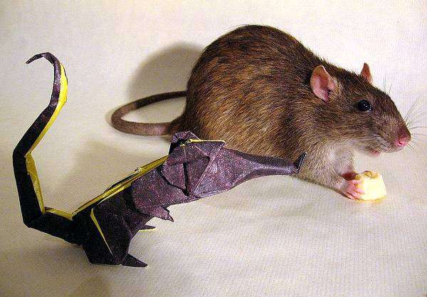 Крыса что-то ест, фото болезни крыс фотография картинка