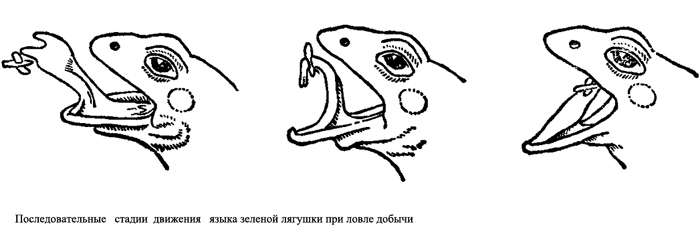 Последовательные стадии движения языка зеленой лягушки при ловле добычи, рисунок картинка