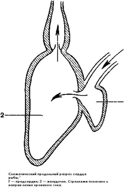 Схематический продольный разрез сердца рыбы, рисунок