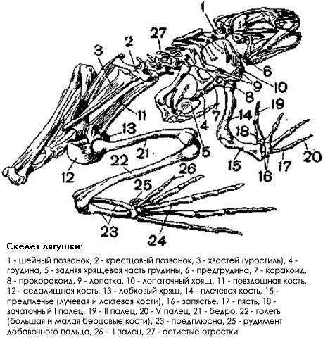 Скелет лягушки, рисунок картинка