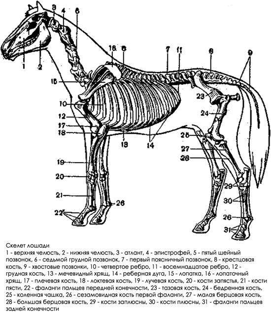 Скелет лошади, схема рисунок