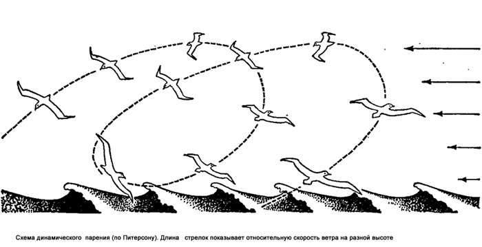 Схема динамического парения птиц, рисунок картинка