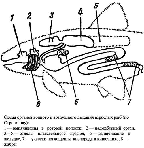 Схема органов водного и воздушного дыхания взрослых рыб, рисунок схема