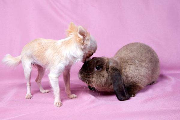 Карликовый кролик породы баран окрас шоколадный мардер и собака чихуахуа, фото содержание кроликов фотография