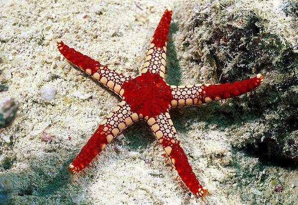 Красно-белая морская звезда на сером фоне, фото морской аквариум фотография беспозвоночные