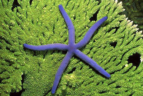 Синяя морская звезда на зеленом фоне, фотография морской аквариум рыбы фото