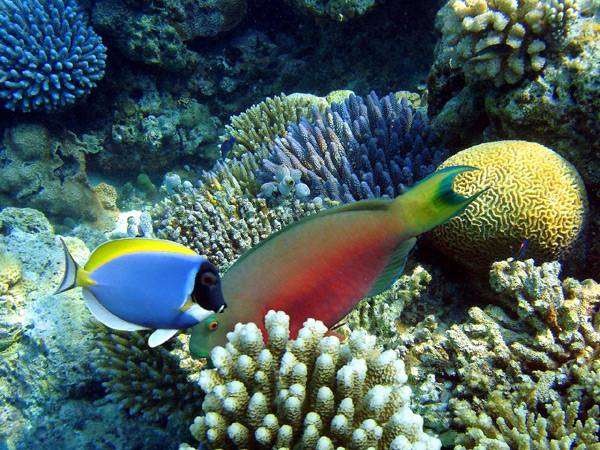 Рифы, фото морской аквариум фотография