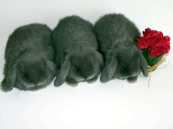 Карликовые кролики - карликовые барашки, фото содержание кроликов фотография